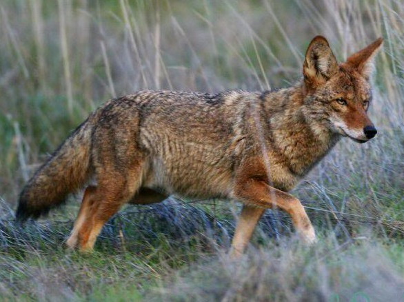 Coyote Sightings are on the Rise 