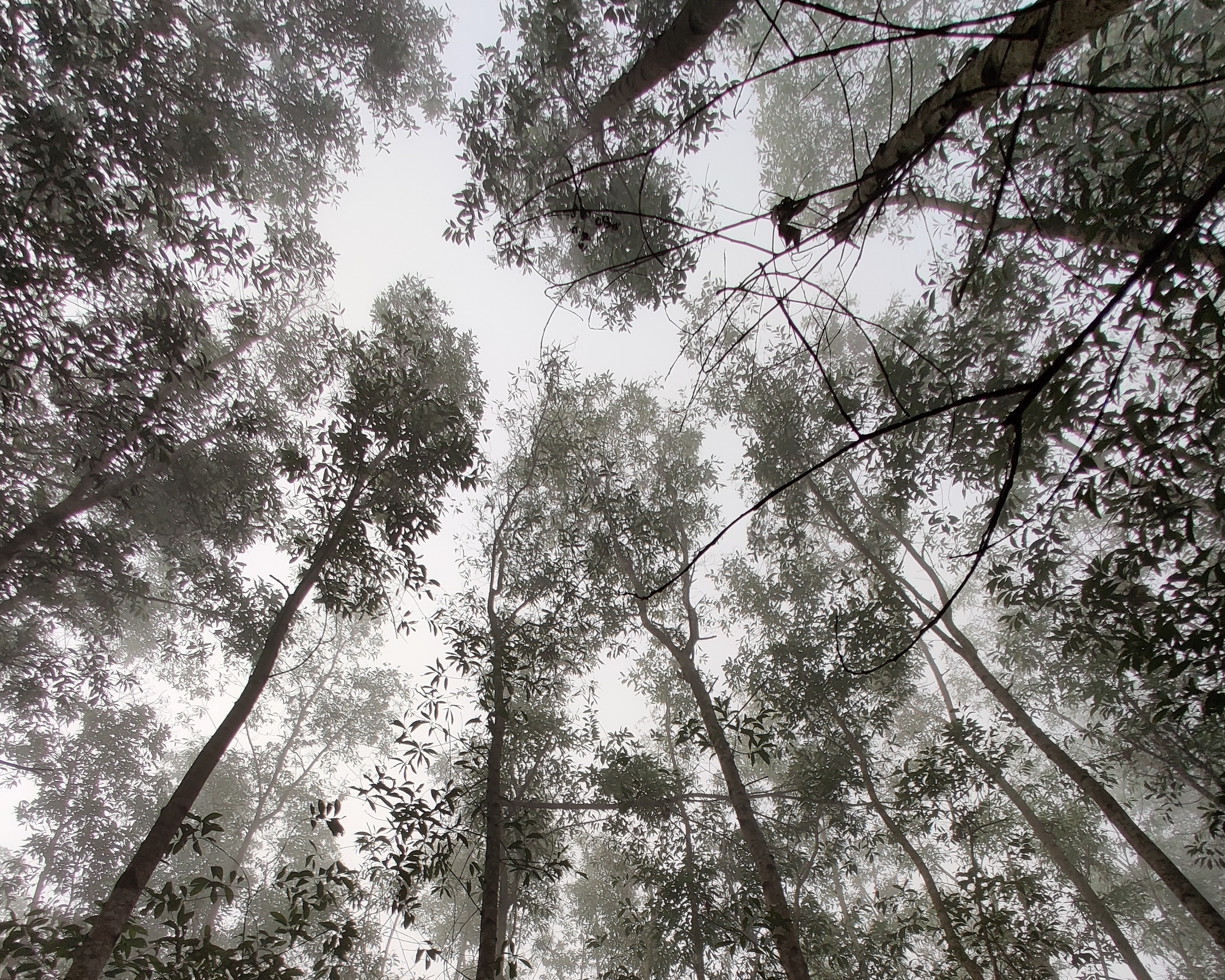 Help Grow Our Tree Canopy 