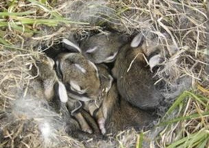 Watch for Bunny Nests this Time of Year