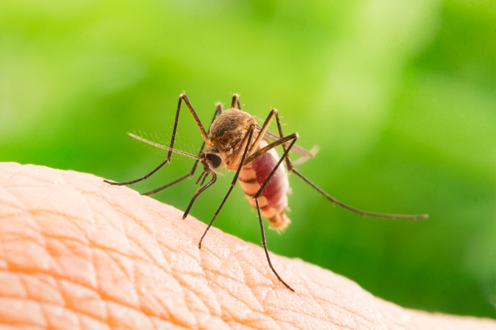 Avoid the Threat of West Nile Virus