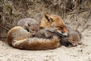 It's Denning Season for Foxes