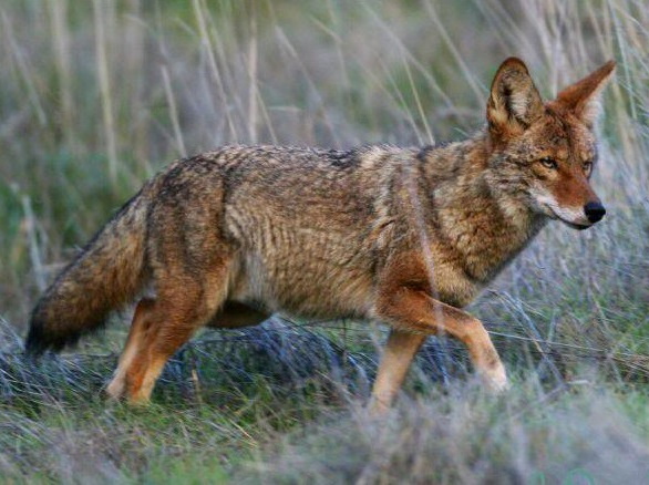 See a Coyote? Here's What You Need to Know