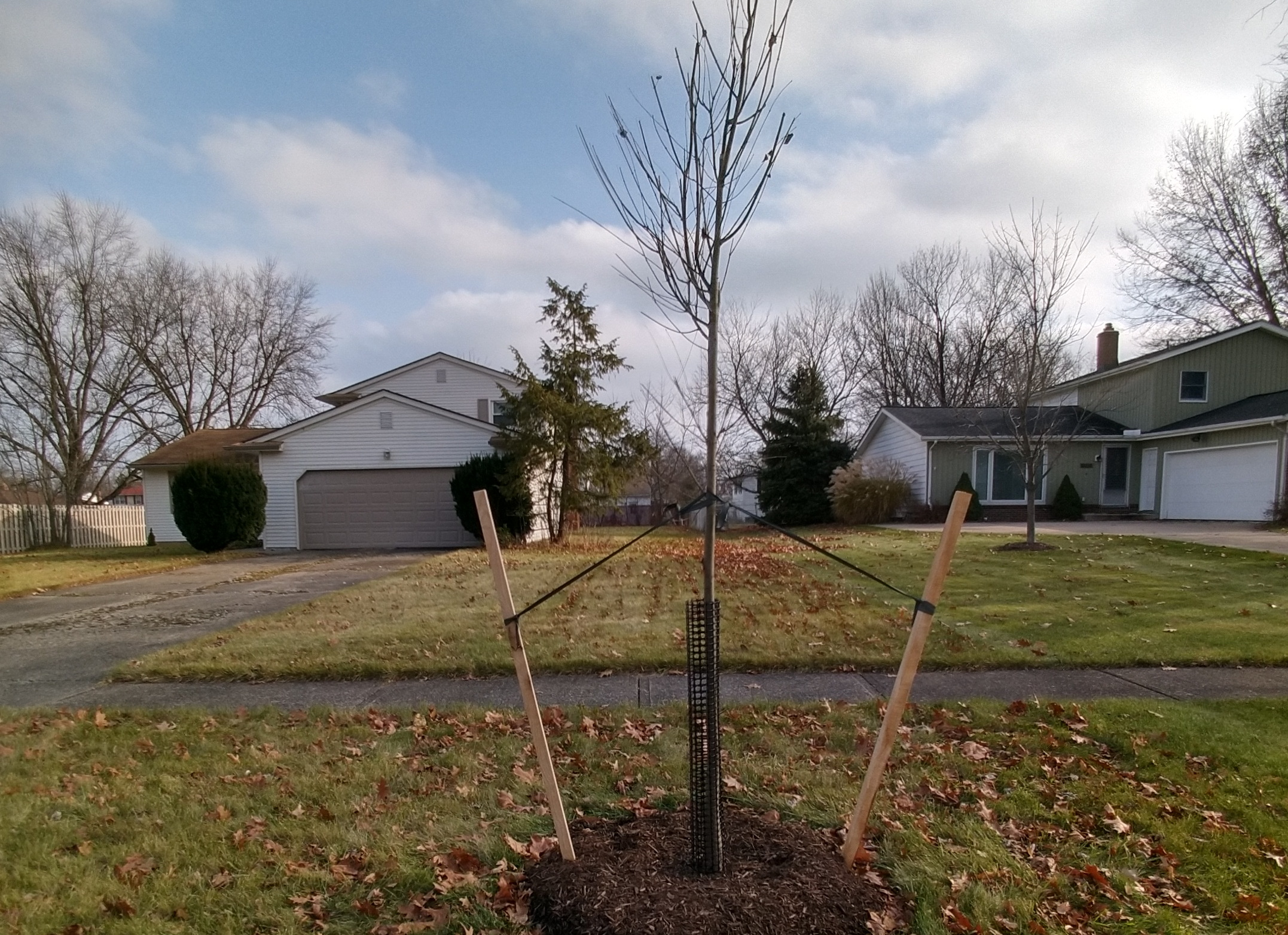 Street Trees Available for Purchase