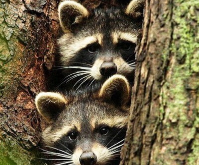 How to Handle Wildlife this Spring