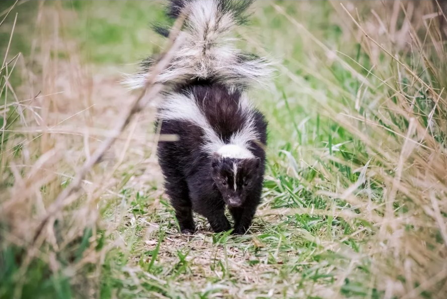 Skunks are Active this Time of Year