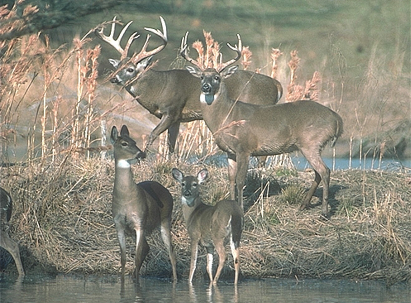 Slow Down, Be Alert as Wildlife Gets More Active