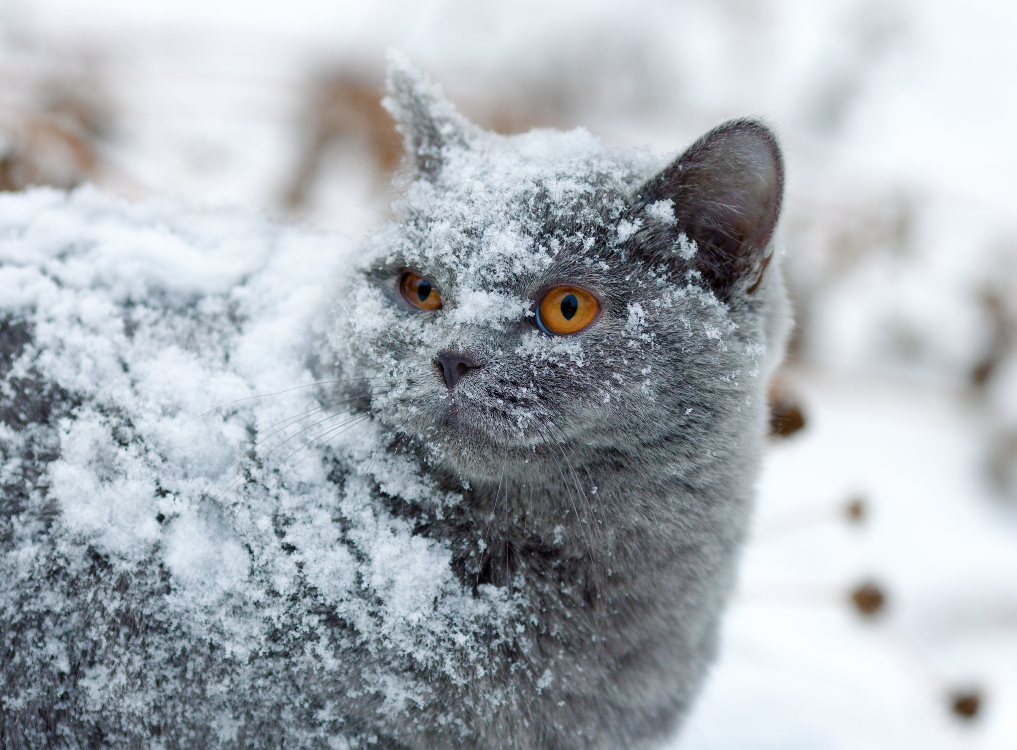 Tips from First Energy about Winter Storms