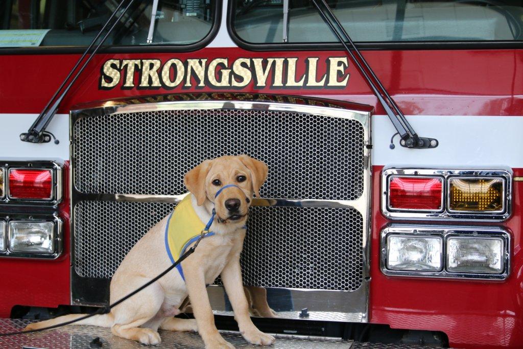 Firefighters Help Train Assistance Dogs