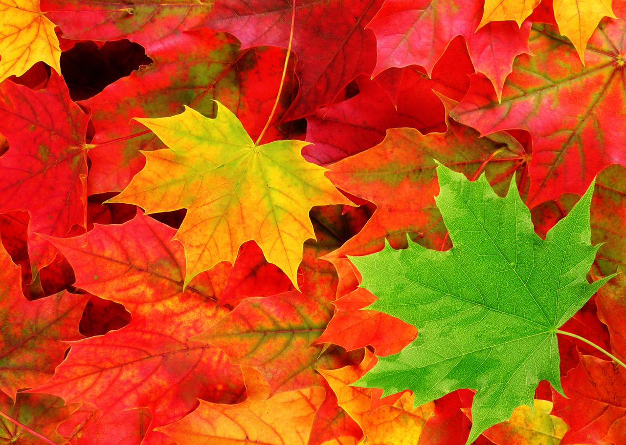 Here's the 2023 Leaf Pick-Up Schedule