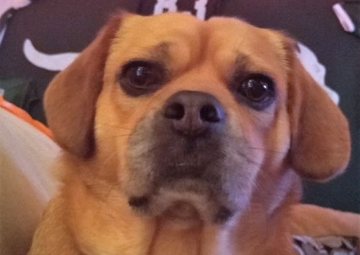 Don't Forget to Buy Your Dog a License
