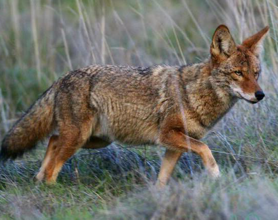 Coyotes Sightings are on the Rise 