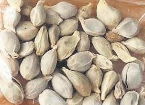 Mystery Seeds have Shown Up in Ohio